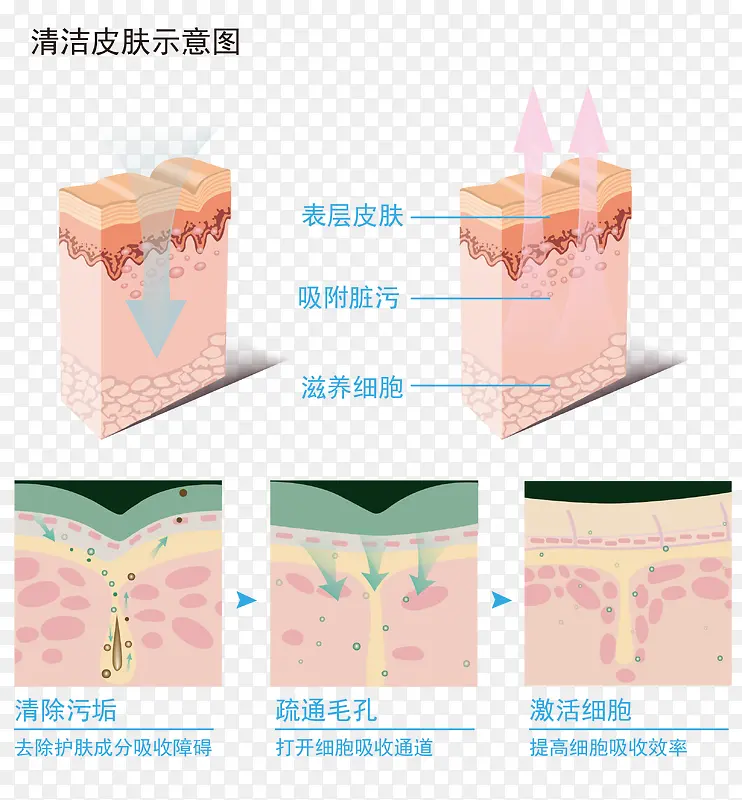 深度清洁皮肤示意图