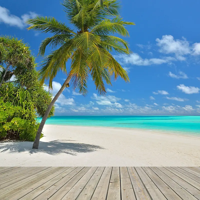 夏日海滩椰子树背景