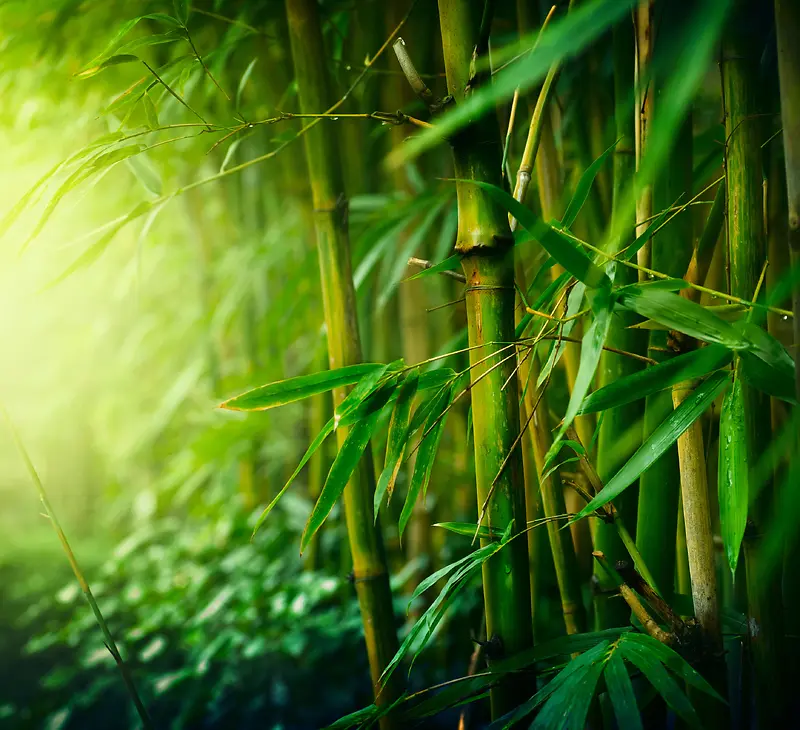 阳光下的竹林背景海报素材