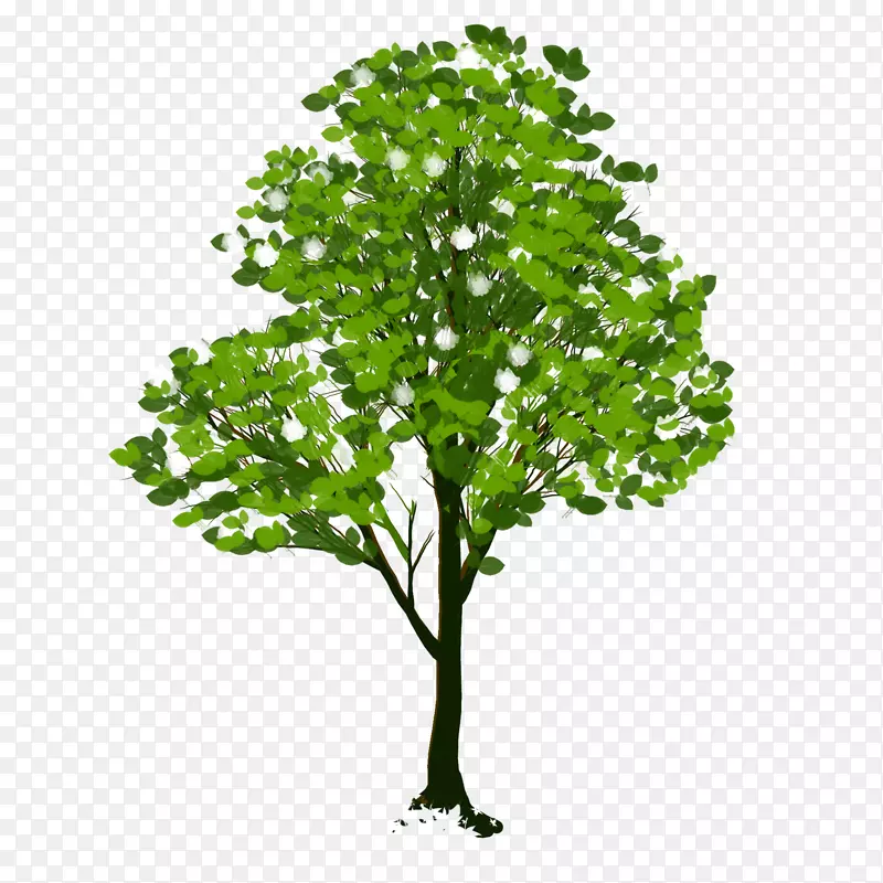 绿色的树 树木