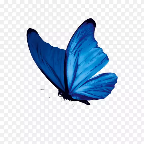 蓝蝴蝶，png免扣 素材