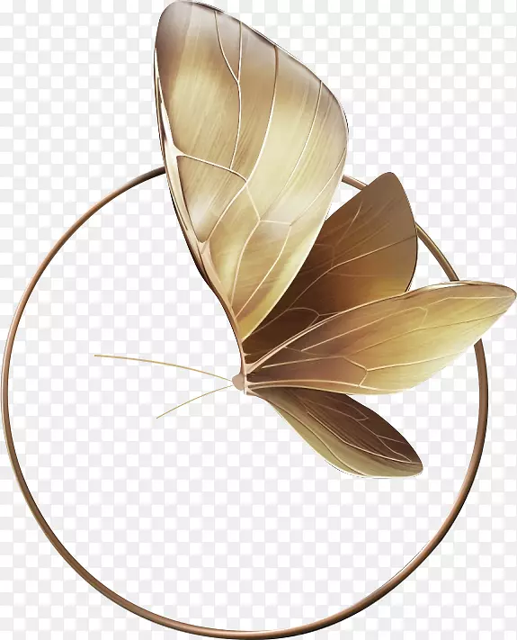 金色蝴蝶带圆圈