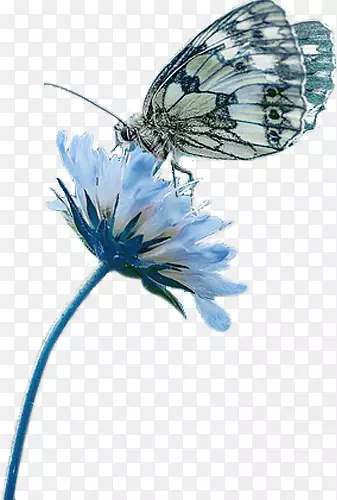 蓝色花上面的蝴蝶