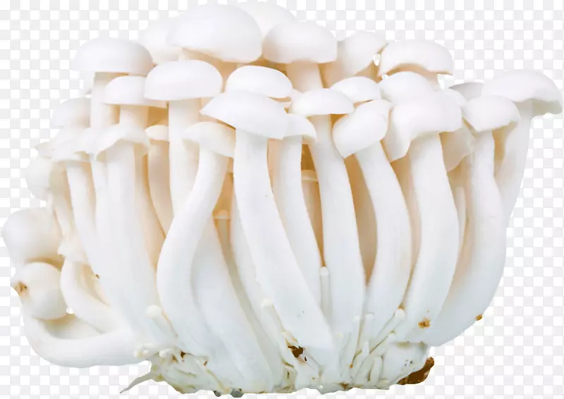 蘑菇菌类白玉菇