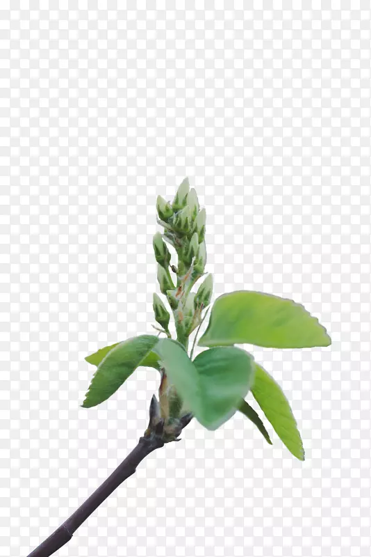 一枝绿色的植物