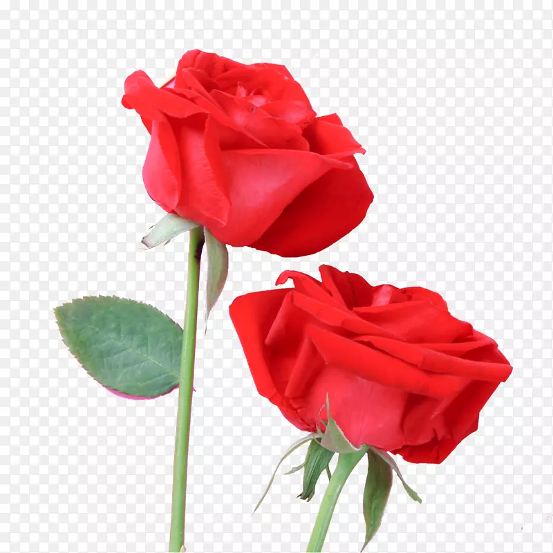 红色妖艳玫瑰花