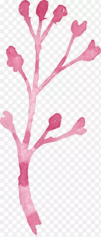 水彩手绘粉色一株花
