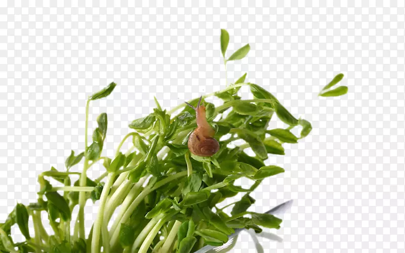 豆芽菜与小蜗牛