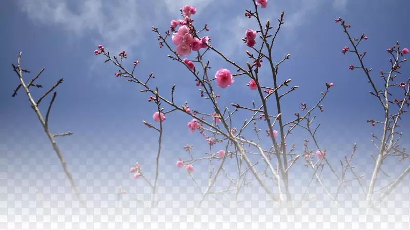 春天樱花摄影背景设计元素之十二