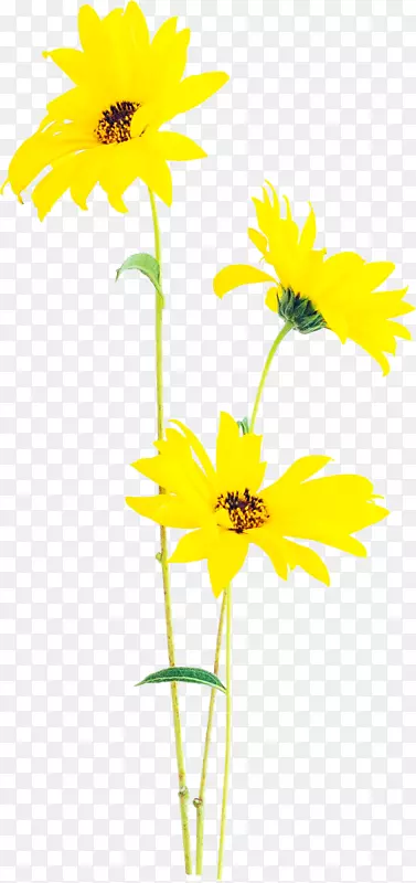 两朵黄色的花朵
