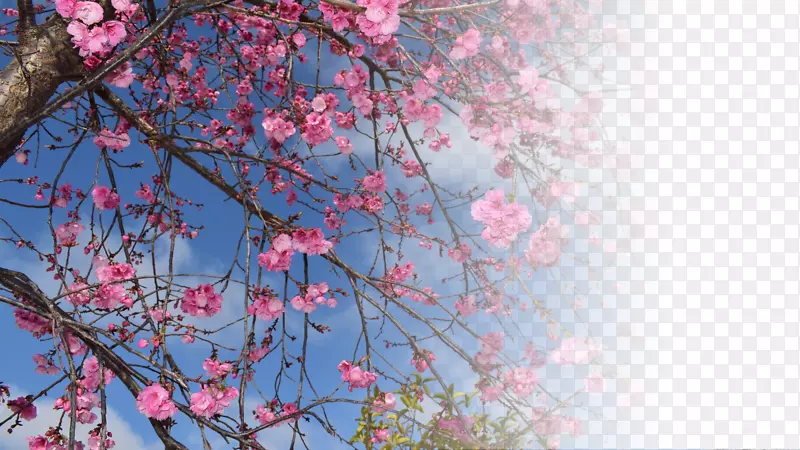 春天樱花摄影背景设计元素之十八