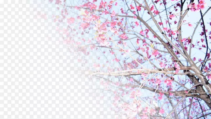 春天樱花摄影背景设计元素之八
