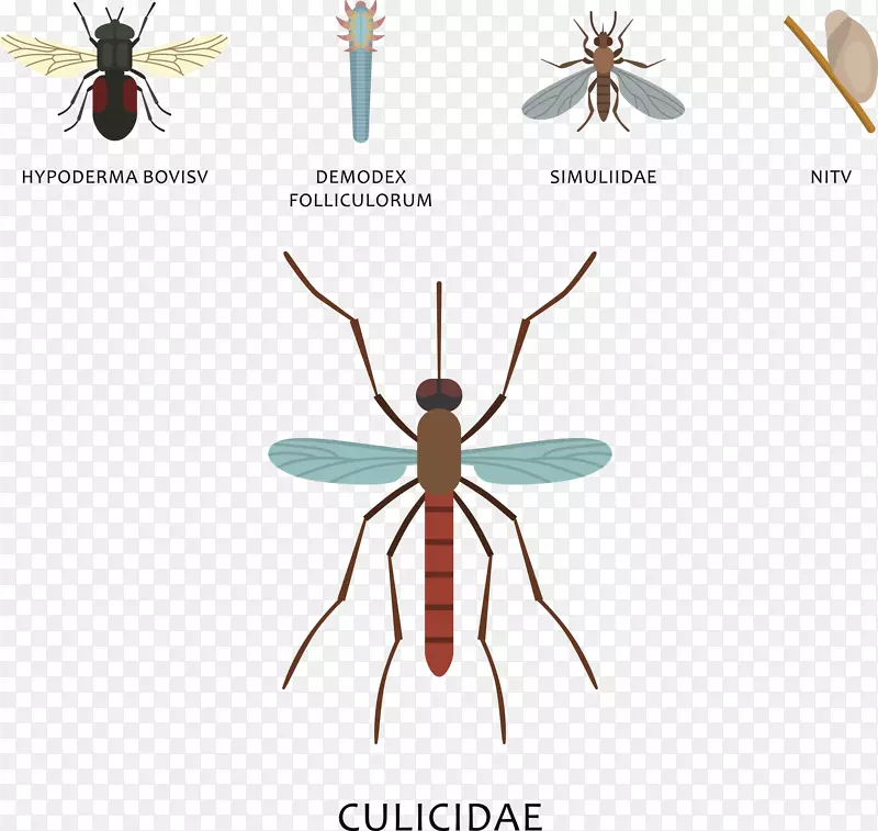 蚊子和昆虫矢量图