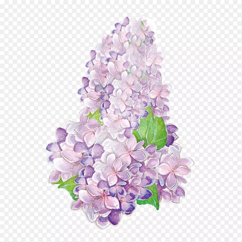 紫色开花