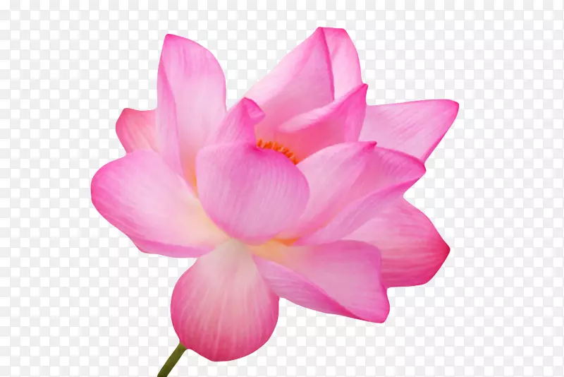 粉红色纯洁的鲜嫩的水芙蓉实物