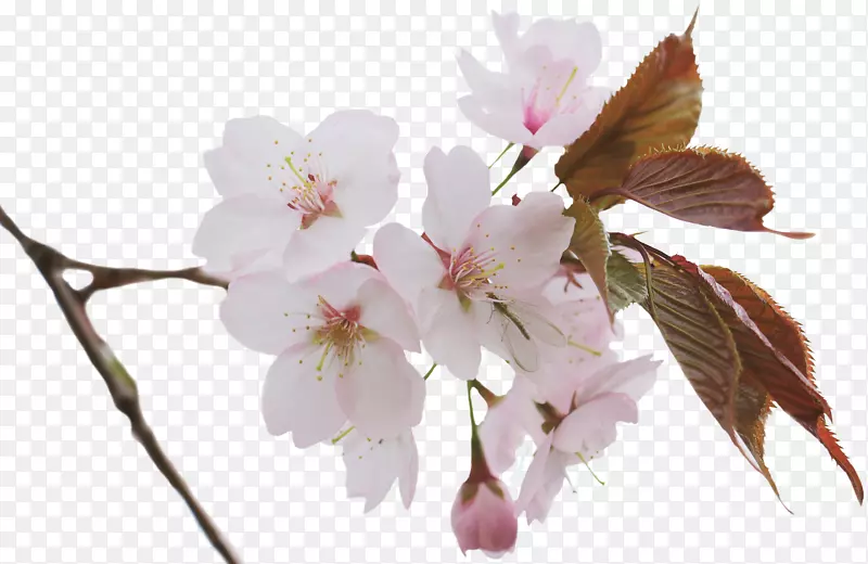 春日粉色的樱花