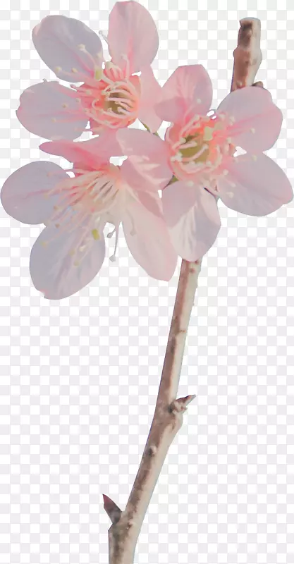 几朵粉色的樱花