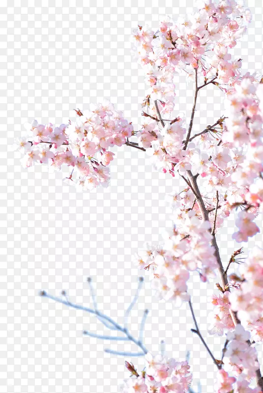 日本粉色樱花真实樱花