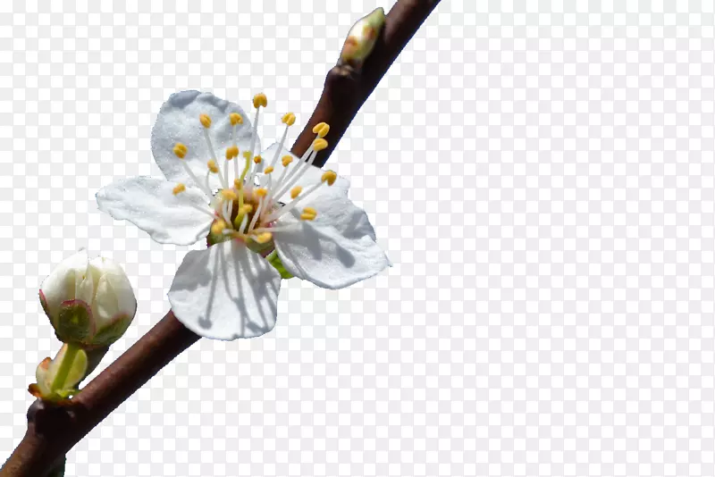 白色花卉花枝