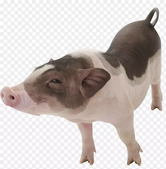 乳猪(653x654)