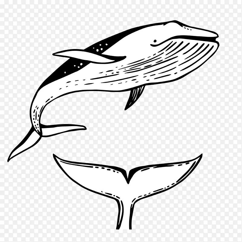 简笔画鲸鱼尾巴