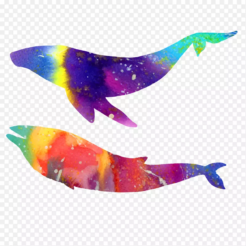 两头彩色鲸鱼