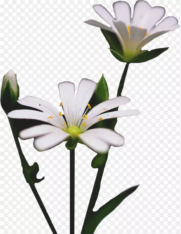 两朵白色的小花朵