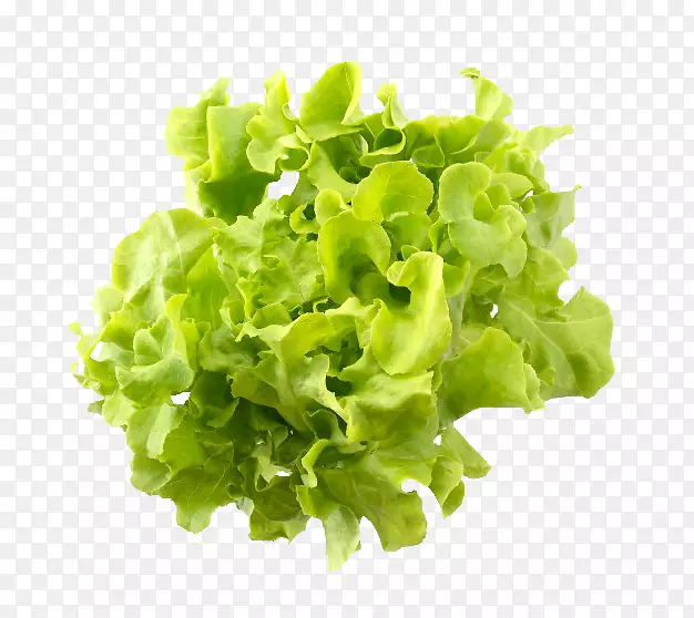绿色生菜蔬菜