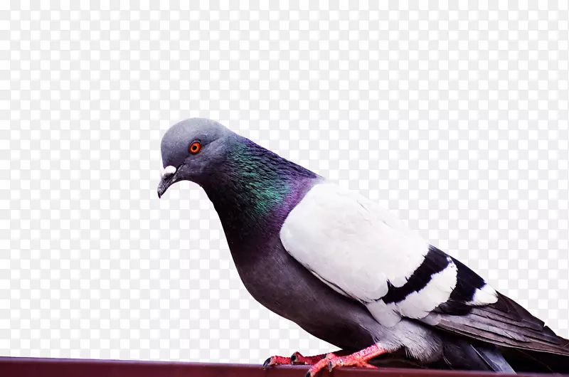 鸽子-漂亮可爱的宠物鸟