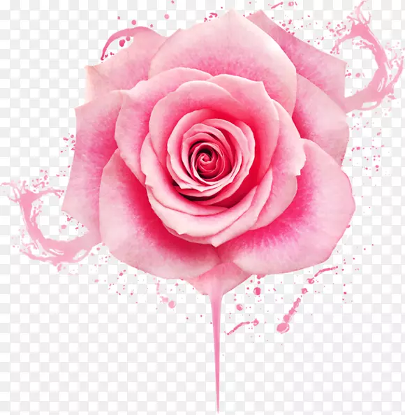玫瑰花 花瓣 粉色玫瑰花
