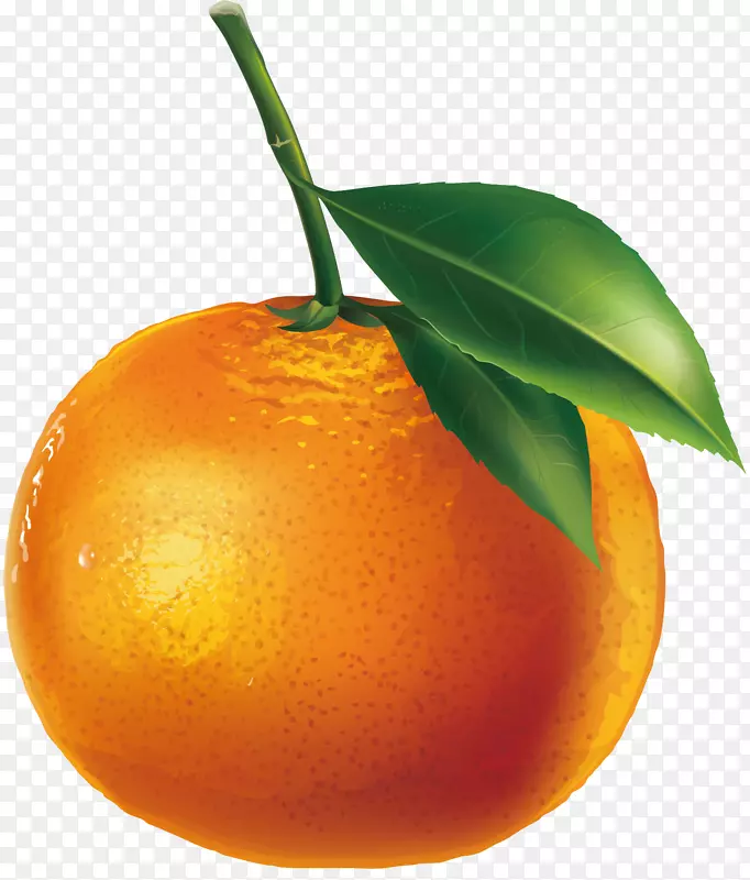 橘子素材图片