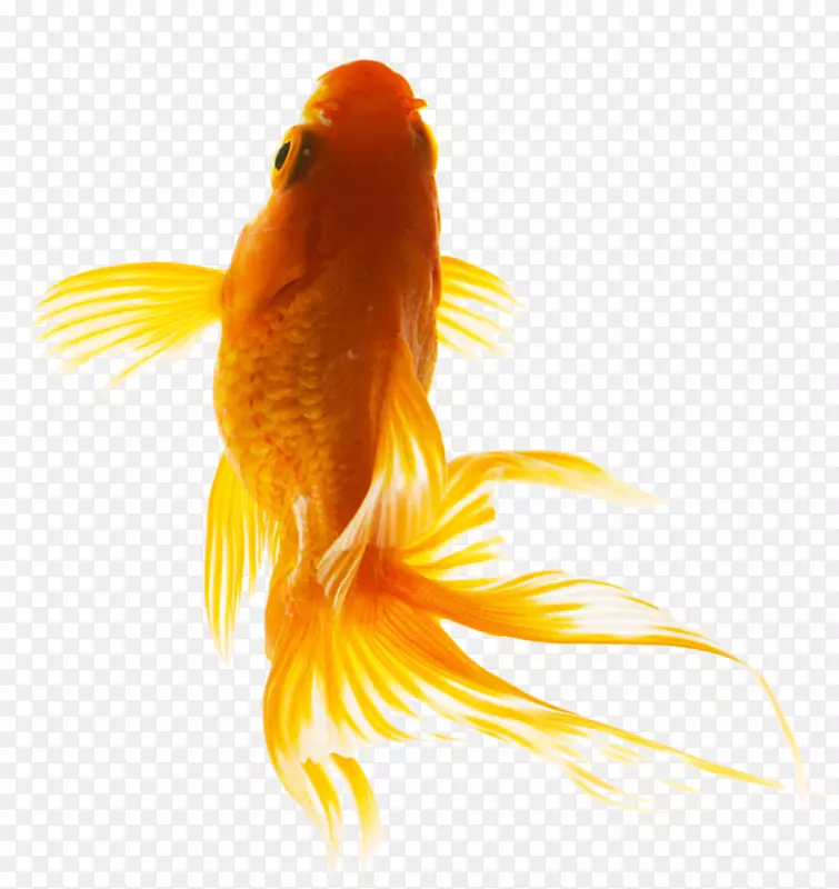 金红石鲤鱼