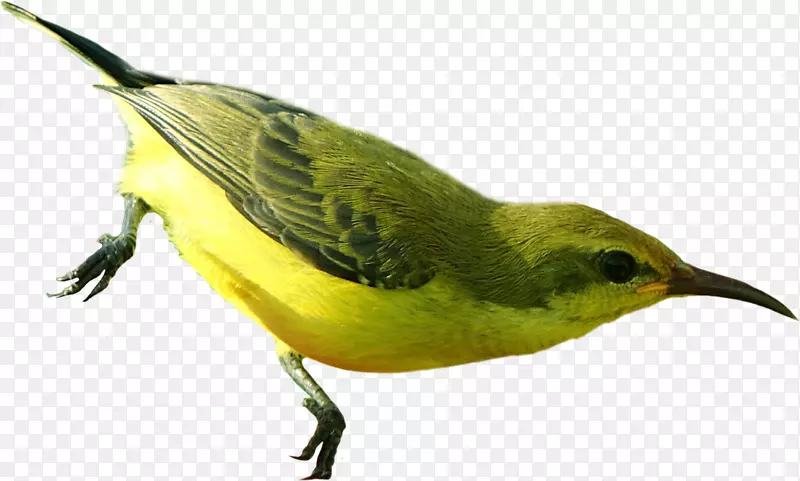 一直黄绿色的小鸟