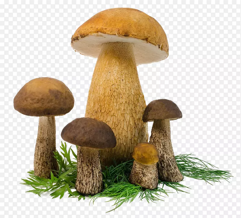 透明蘑菇图片