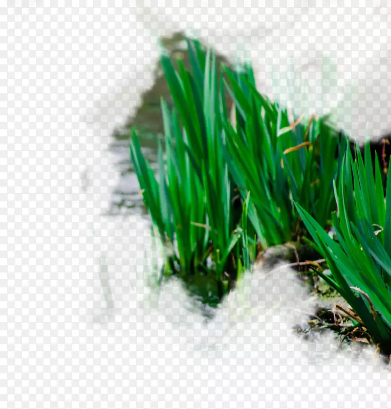春天绿色深色小草草丛