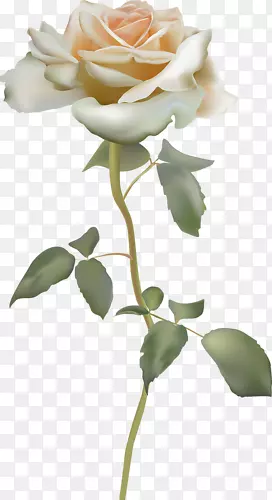 一枝粉色玫瑰花