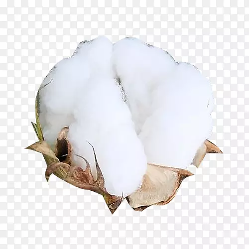 一朵洁白精梳棉棉花