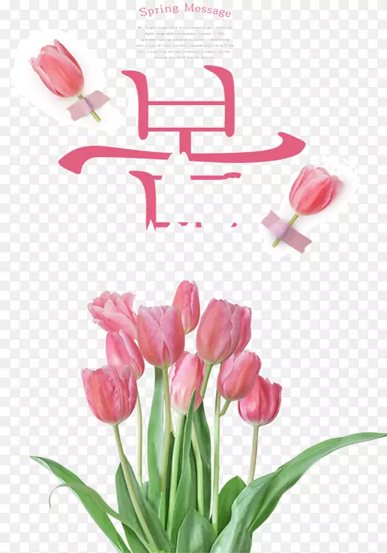 韩国的粉色春天和花朵