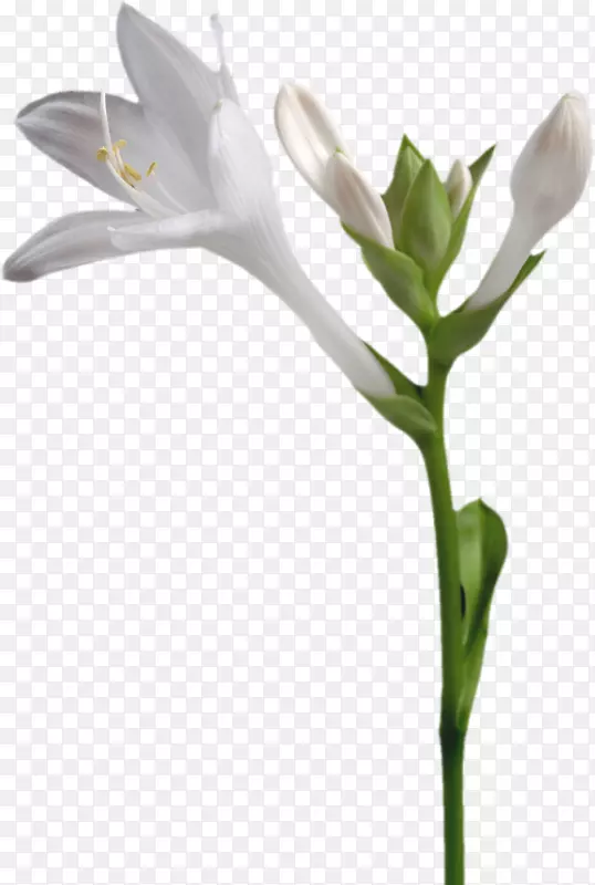 几朵白色的花