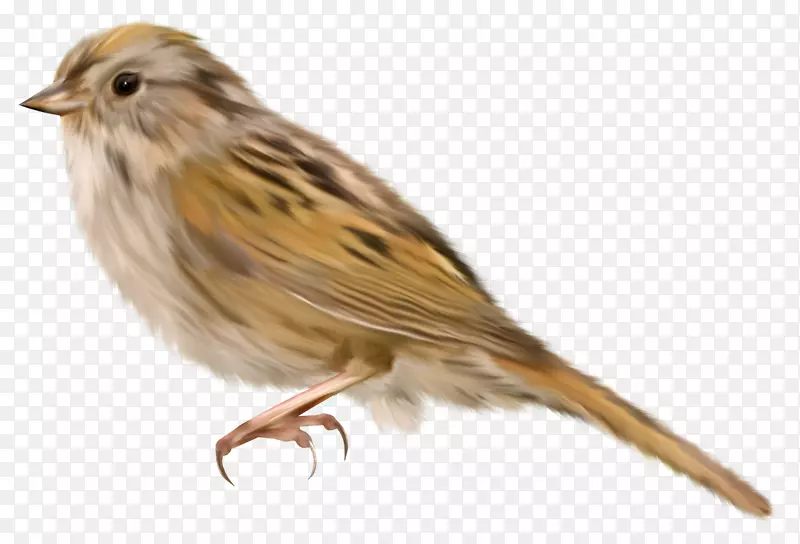 小鸟