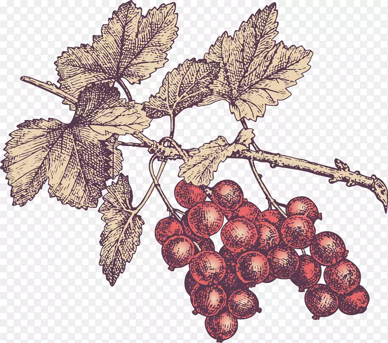 手绘枝叶上成熟的葡萄
