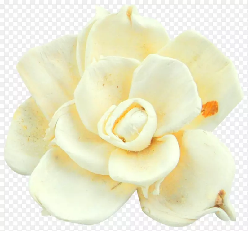 白色花蕾