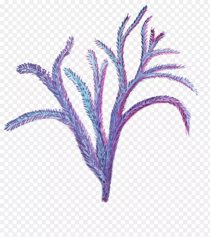 紫色海葵水彩风