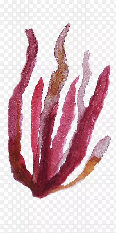紫色海草植物