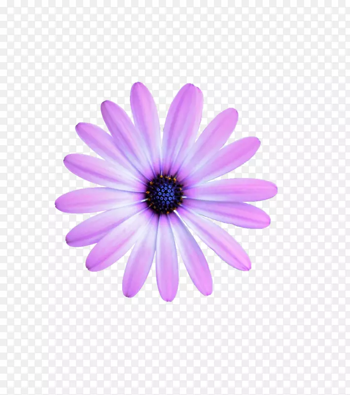 紫色花野菊花