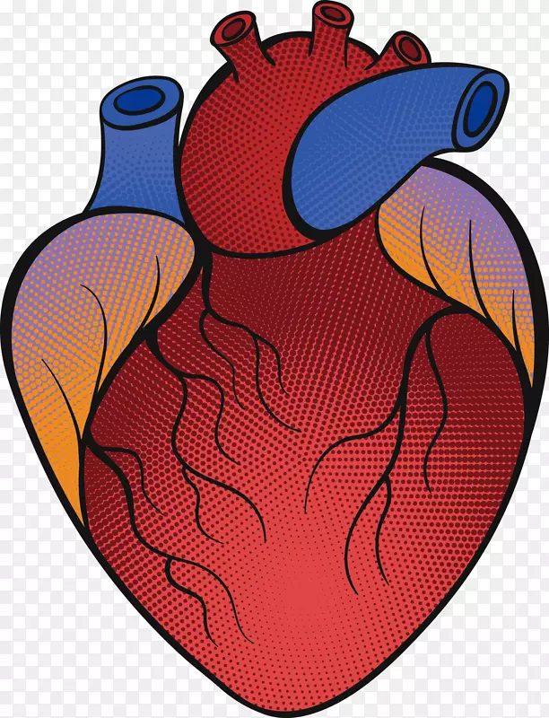 红色的心脏和蓝色的心管