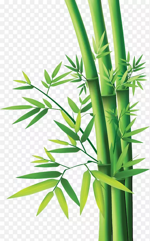 竹子竹叶植物