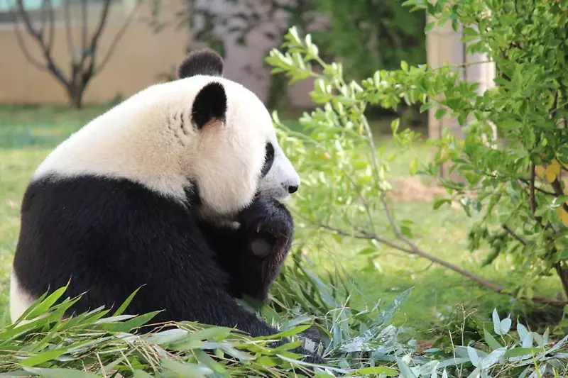 熊猫  大熊猫   竹子