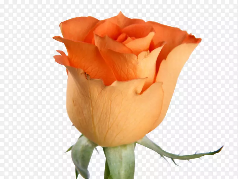 橙色玫瑰花花