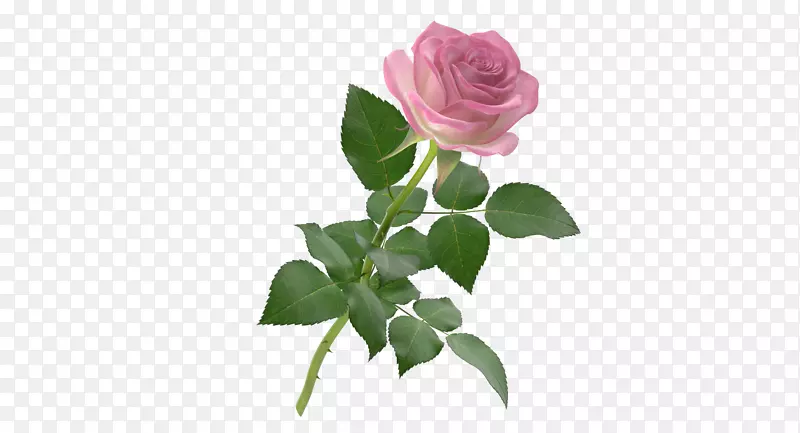 一支粉红色盛开单支玫瑰